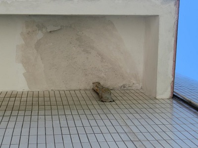房屋安全鉴定